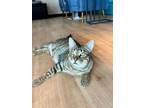 Adopt Ryder a Domestic Short Hair, Tabby