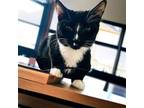 Adopt Draco a Domestic Short Hair, Tabby