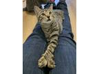 Adopt Dave Lloyd a Domestic Short Hair, Tabby