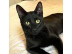 Adopt Waffles a Domestic Short Hair