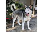 Adopt Neptune a Siberian Husky, German Shepherd Dog