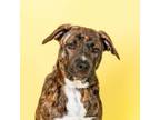 Adopt Muttley MN a American Staffordshire Terrier