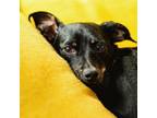 Adopt Mickey Magee a Dachshund, Mixed Breed