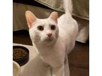 Adopt Snowy Oliver and Boots a Domestic Short Hair
