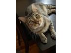 Adopt Joey a Domestic Short Hair, Bengal