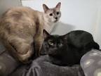 Adopt Alba and Pedro Bonded pair a Siamese, Domestic Short Hair