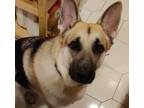 Adopt Mowu a German Shepherd Dog
