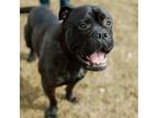 Adopt Buddha a Bullmastiff