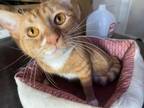 Adopt Sunny a American Shorthair, Tabby