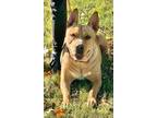 Adopt Scooby A a Pit Bull Terrier