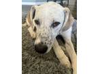 Adopt Charley a Great Dane, Golden Retriever