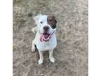 Adopt Kevin a Brittany Spaniel, English Pointer