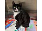 Adopt Ramone a Domestic Shorthair / Mixed cat in Port Washington, NY (37496292)