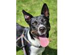 Adopt Dee a Black Border Collie / Mixed dog in Phenix City, AL (37376486)