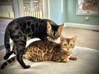 Brown Spotted Bengal Kittens With Glittered Coats