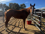 7 yr old AQHA Mare