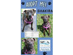 Adopt Shakira a Brindle Labrador Retriever / Mixed dog in Niagara Falls