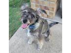 Adopt Fizz a Black Schnauzer (Standard) / Terrier (Unknown Type