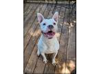 Adopt Nala with the cute ears! a White - with Brown or Chocolate Staffordshire