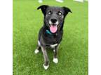 Adopt Audrey a Black Husky / Shepherd (Unknown Type) / Mixed dog in Chattanooga