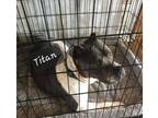 Adopt Titan...911!!! a Black - with White Pit Bull Terrier / Mixed dog in