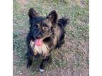 Adopt Max Jose OS a Black Pomeranian / Welsh Corgi / Mixed dog in Las Vegas