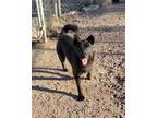 Adopt Radar a Black Mixed Breed (Large) / Mixed dog in Nogales, AZ (37289375)