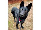 Adopt Hannah a Black German Shepherd Dog / Mixed dog in Brookfield