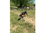 Adopt Wrangler a Tricolor (Tan/Brown & Black & White) Coonhound / Mixed dog in