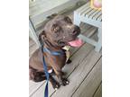 Adopt George a Black - with White Pit Bull Terrier / Mixed dog in Petersburg