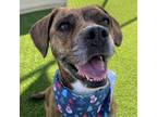 Adopt Noelle a Brindle Boxer / Plott Hound / Mixed dog in Chattanooga