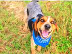 Adopt Sparky a Black - with Gray or Silver Hound (Unknown Type) / Beagle / Mixed