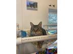 Adopt Gunther a Domestic Shorthair / Mixed (short coat) cat in Bourbonnais