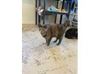Adopt Roxie a Domestic Shorthair / Mixed (short coat) cat in Bourbonnais