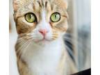 Adopt Barbie a Domestic Shorthair / Mixed (short coat) cat in Crystal Lake