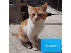Adopt Arizona a Domestic Shorthair / Mixed (short coat) cat in Kendallville