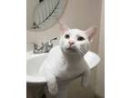 Adopt Scout a White Domestic Shorthair (short coat) cat in Ocala, FL (34697540)