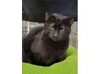 Adopt Bo a All Black Domestic Shorthair / Mixed (short coat) cat in Sharpsburg