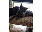 Adopt Misty a Gray or Blue Domestic Shorthair (short coat) cat in Sharpsburg