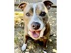 Adopt Rocket a Gray/Silver/Salt & Pepper - with White Pit Bull Terrier / Mixed