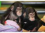 Home Trained Chimpanzee Monkeys for Sale
