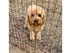 Cavapoo Puppy for sale in Childress, TX, USA