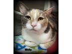 Adopt WALLY a Dilute Calico