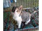 Adopt Lillith a Domestic Medium Hair