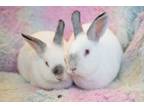 Adopt Nick & Sumi a Californian