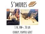 Adopt S'Mores a Mixed Breed