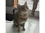 Adopt Sally Sneakers a Domestic Short Hair