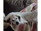 Adopt Rose - In Lanesborough, MA a Great Pyrenees