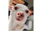 Adopt Casper (must be adopted with Forest) a White - with Tan