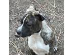 Adopt Jerrold a Pug / Smooth Fox Terrier / Mixed dog in Thompson Falls